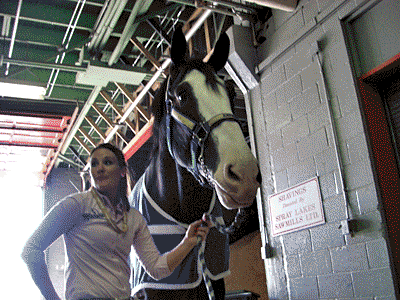 There were animals a plenty