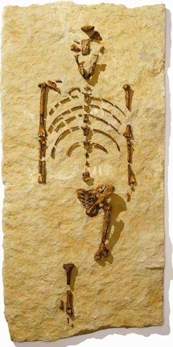 A replica of Lucys skeleton. When Lucy was 
discovered in 1974, she was the oldest and most complete human ancestor 
known. Image courtesy of the Houston Museum of Natural Science